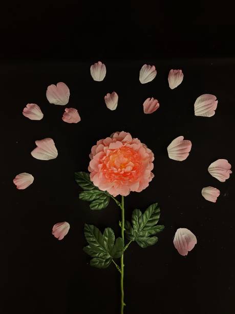 The peony and it's petals and black.