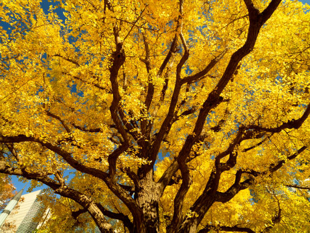 istock A row of yellow-leaved ginkgo trees 1354545777