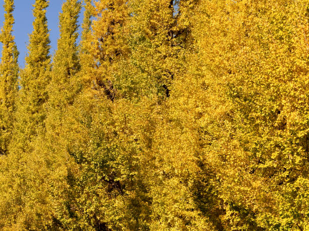 A row of yellow-leaved ginkgo trees A row of yellow-leaved ginkgo trees birch gold group reviews from customers stock pictures, royalty-free photos & images
