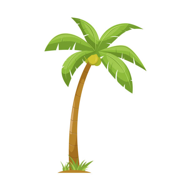 ilustrações, clipart, desenhos animados e ícones de coqueiro desenho animado - tropical climate white background palm tree leaf