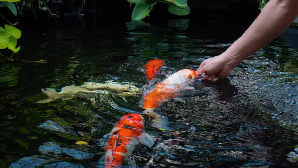 Photo of black haired asian girl Feed koi or fancy carp by hand to a small pond in the front yard. Koi fish, popular pets for relaxation or good luck, feng shui beliefs