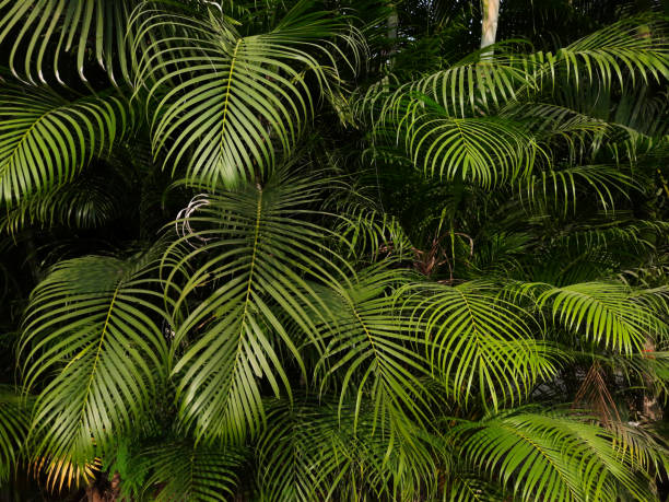 istock Golden Cane Plams tree as background 1354549867