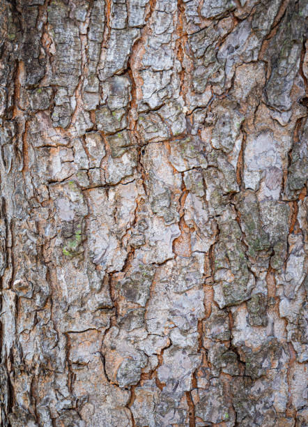istock Bark from a large tree trunk. Woodgrain pattern For use in making wallpaper or background 1354550689