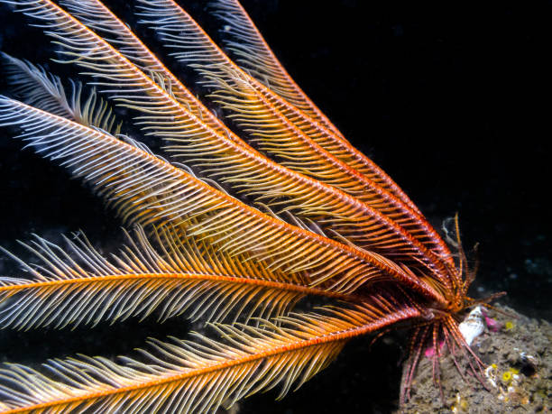 étoile à plumes (florometra serratissima) - crinoid photos et images de collection