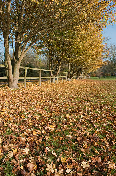istock Autumn countryside colours 135455297