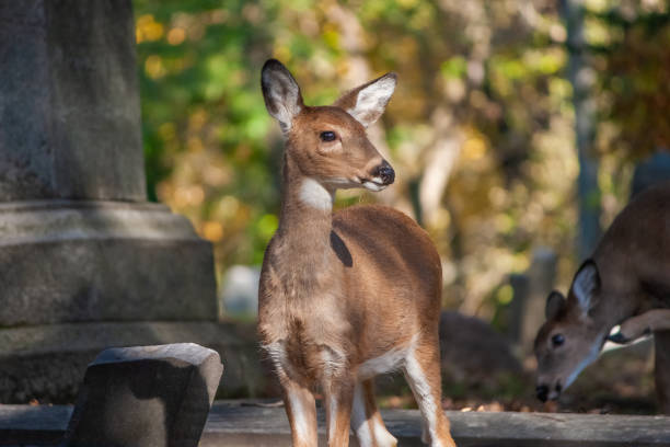 istock Young Whitetail Deer In A Cemetery - Odocoileus virginianus 1354553216