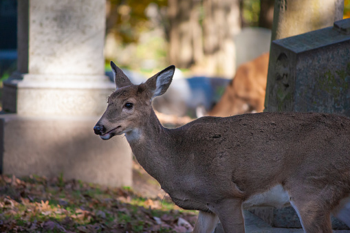 A whitetail deer in springdale cemetery