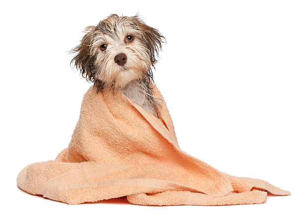 Wet chocolate havanese puppy after bath A wet chocolate havanese puppy dog after bath is dressed in a peach towel isolated on white background sable stock pictures, royalty-free photos & images