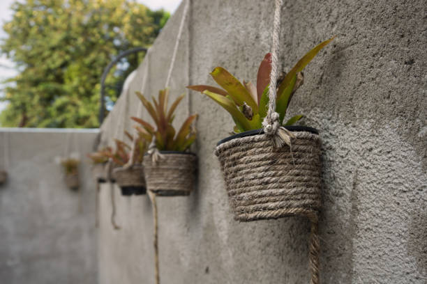 istock potted plant hanging on old grey concrete wall 1354554149