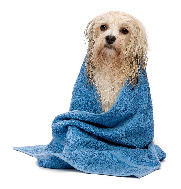 istock Wet cream havanese dog after bath 135455424