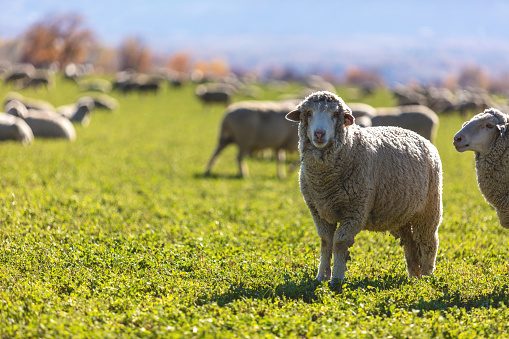 Western Colorado Livestock Large Flock of Sheep Grazing in Green Field in Early Winter Sheep Grazing in Green Field in Early Winter Matching 4K Video Available (Photos professionally retouched - Lightroom / Photoshop - downsampled as needed for clarity and select focus used for dramatic effect)