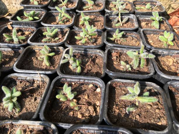 istock Growing Delosperma echinatum plants in a tray 1354556844