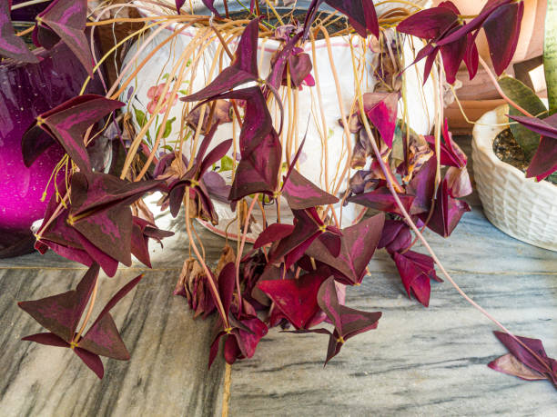 Oxalis triangularis Purple Shamrock with dry leaves Purple Shamrock starting to brown and become dry after entering in a period of dormancy oxalis triangularis stock pictures, royalty-free photos & images