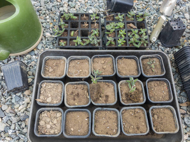istock Delosperma echinatum succulents shifting to a small plastic containers 1354557454