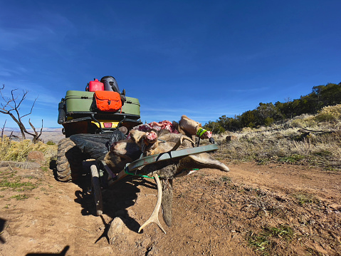 Western Colorado Hunting ATV and Cart Hauling Harvested Mule Deer for Game Meat Processing Matching 4K Video Available (Photos professionally retouched - Lightroom / Photoshop - downsampled as needed for clarity and select focus used for dramatic effect)