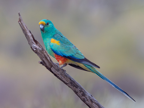 a male mulga parrot on a branch at gluepot reserve in south australia