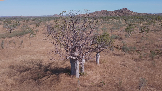 a high angle aerial shot flying away from a boab tree in the kimberley region of western australia