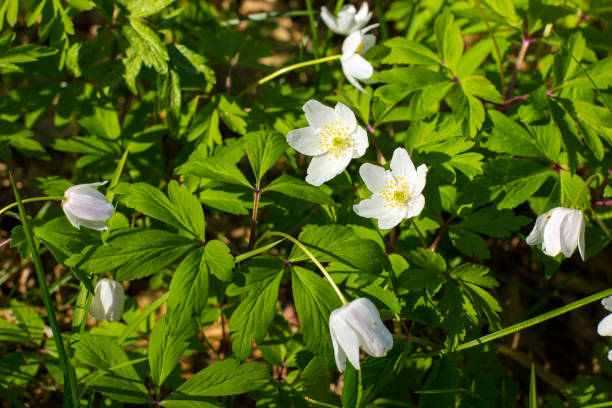 istock Spring forest landscape with fresh windflowers outdoors 1354561275