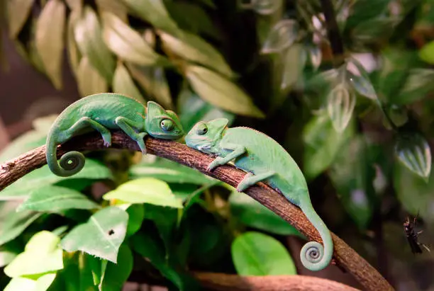 Photo of Chameleon Yemeni Helmet-bearing, kids (Latin Chamaeleo calyptratus. Veiled chameleon).