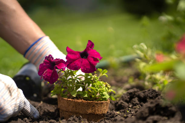 istock A closeup of seedling in a peat pot 1354563965