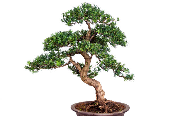 istock classic bonsai tree on isolated background 1354565750