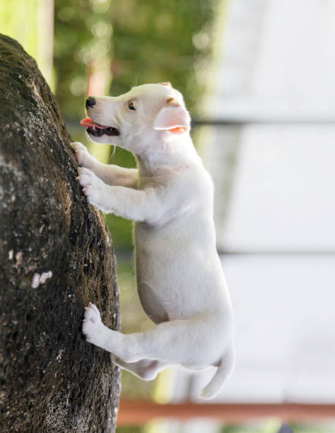 istock climbing mini jack russel dog on stone 1354565764