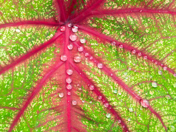 istock Water Drops on Fancy leaved Caladium 1354567304