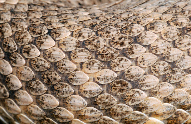 istock Western Diamondback Rattlesnake skin and scales. 1354568267