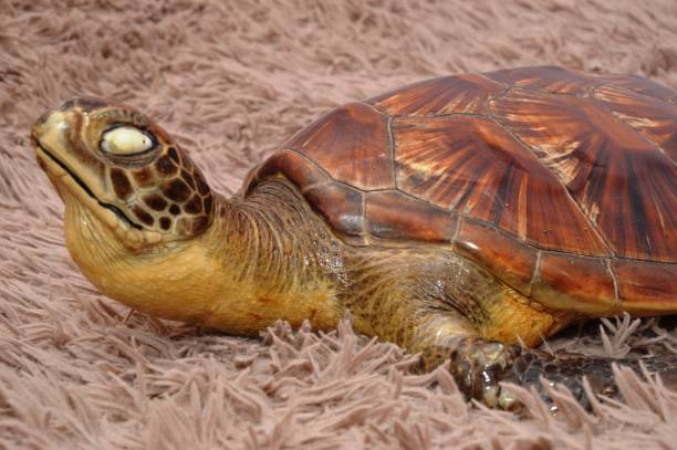 turtle close up - ecosystem animals in the wild wood turtle imagens e fotografias de stock