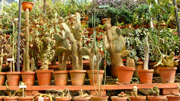 istock Scene of Cactus garden Kerala 1354574452