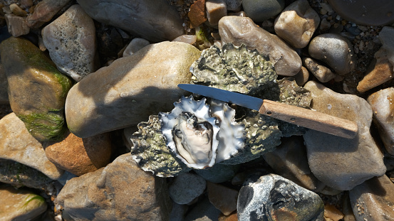 Opened oysters on a beach, ready to be eaten raw.