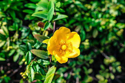 Yellow Hypericum 'Hidcote' (St. John's wort 'Hidcote') flower, close-up. Vibrant floral texture. Flowering bush of Hypericum patulum in Tirana (Albania)