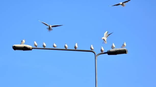 istock City pigeons sit on a lamppost 1354575608