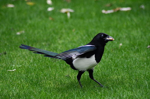 A solitary magpie from the Corvidae family walking across a lawn on an autumnal day with food in its mouth