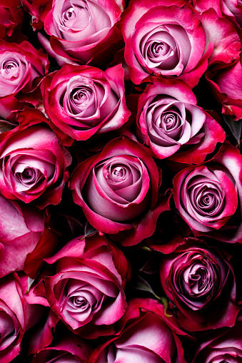Big bunch of many pink roses of a bride on a wedding Valentine day from top, from above. Texture background image roses
