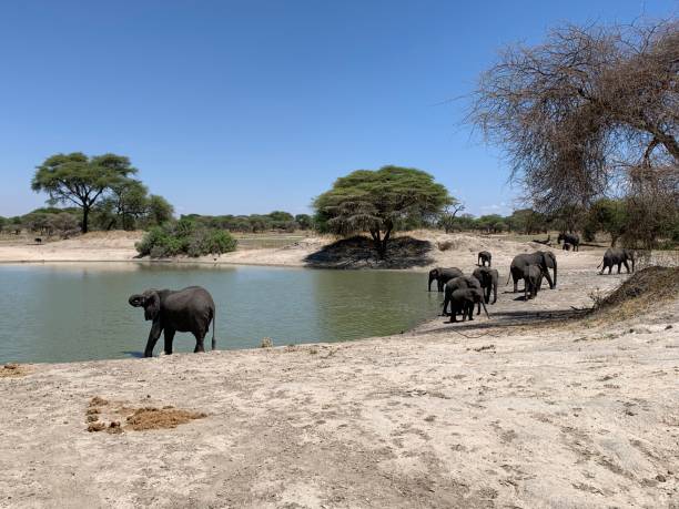 istock Elephants of Tarangire 1354577516