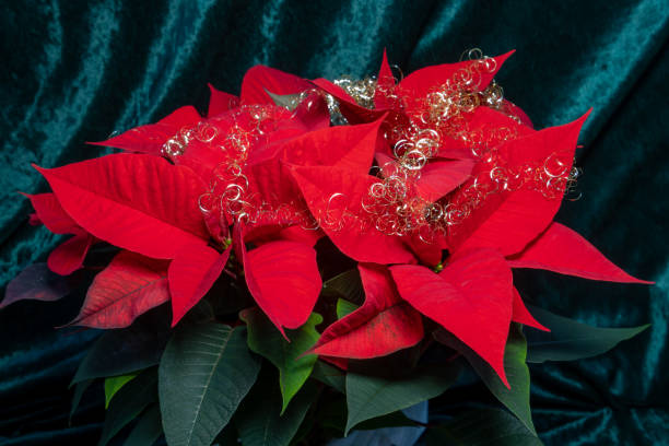 fleur de poinsettia rouge avec décoration de noël dorée, également appelée étoile de noël ou euphorbia pulcherrima - flower head poinsettia euphorbiaceae leaf photos et images de collection
