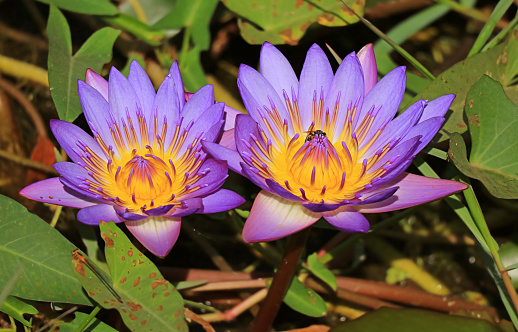 Pair of Stunning Purple Tropical Water Lilies in the Pond Among Green Lily Pads