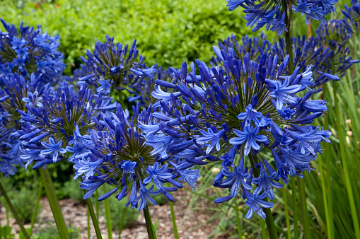 Agapanthus member of the subfamily Agapanthoideae of the flowering plant family Amaryllidaceae. The family is in the monocot order Asparagales.   Some species of Agapanthus are commonly known as lily of the Nile, or African lily in the UK. However, they are not lilies and all of the species are native to Southern Africa South Africa, Lesotho, Swaziland, Mozambique, though some have become naturalized in scattered places around the world.