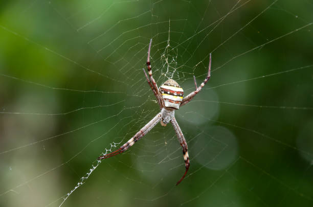 istock Argiope keyserlingi or Argiope aetherea both known as St Andrews cross spider 1354579601