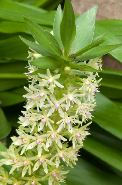 istock Flower stem of a eucomis or pineapple lily 1354579683