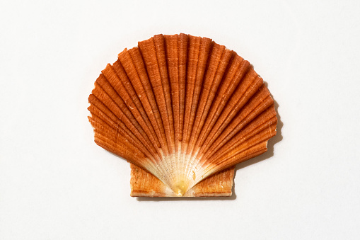 Detailed image of a large scallop found at the Dutch North Sea beach. Symbol of oil company Royal Dutch Shell.
