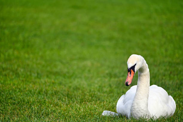 istock a white swan lies on the grass 1354579890
