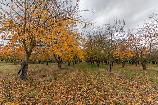 Cherry trees in an orchard in autumn. France, Europe.