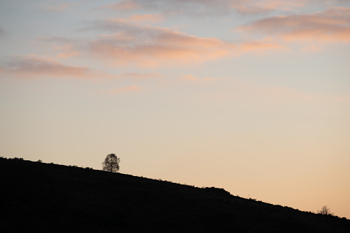 Silhouette of tree in the mountains at dusk. Vosges, France, Europe.