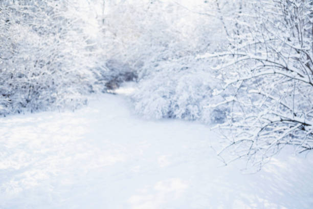 Winter landscape