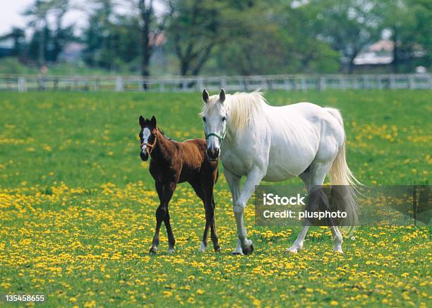 Mare Y Colt En Una Estancia Foto de stock y más banco de imágenes de Agricultura - Agricultura, Aire libre, Amarillo - Color