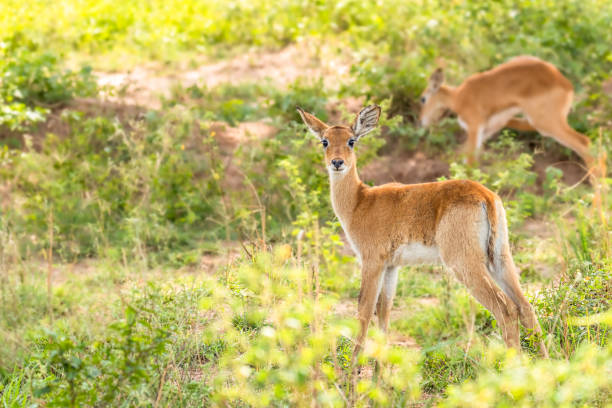 istock A cute calf kob (Kobus kob), Murchison Falls National Park, Uganda. 1354586784