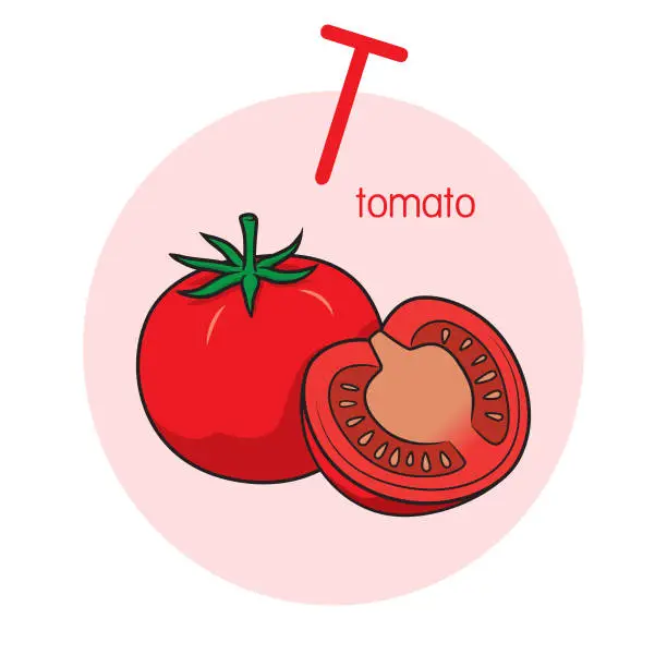 Vector illustration of Vector illustration of Tomato with alphabet letter T Upper case or capital letter for children learning practice ABC