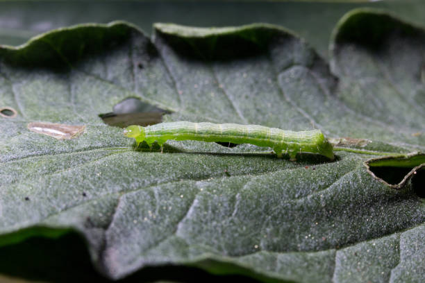 istock autographa gamma caterpillar on a tomato leaf 1354588398